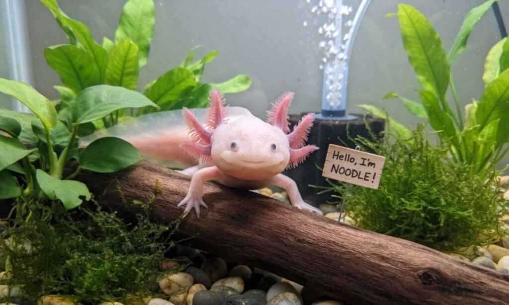 Cute Axolotl Pun Names for Pets